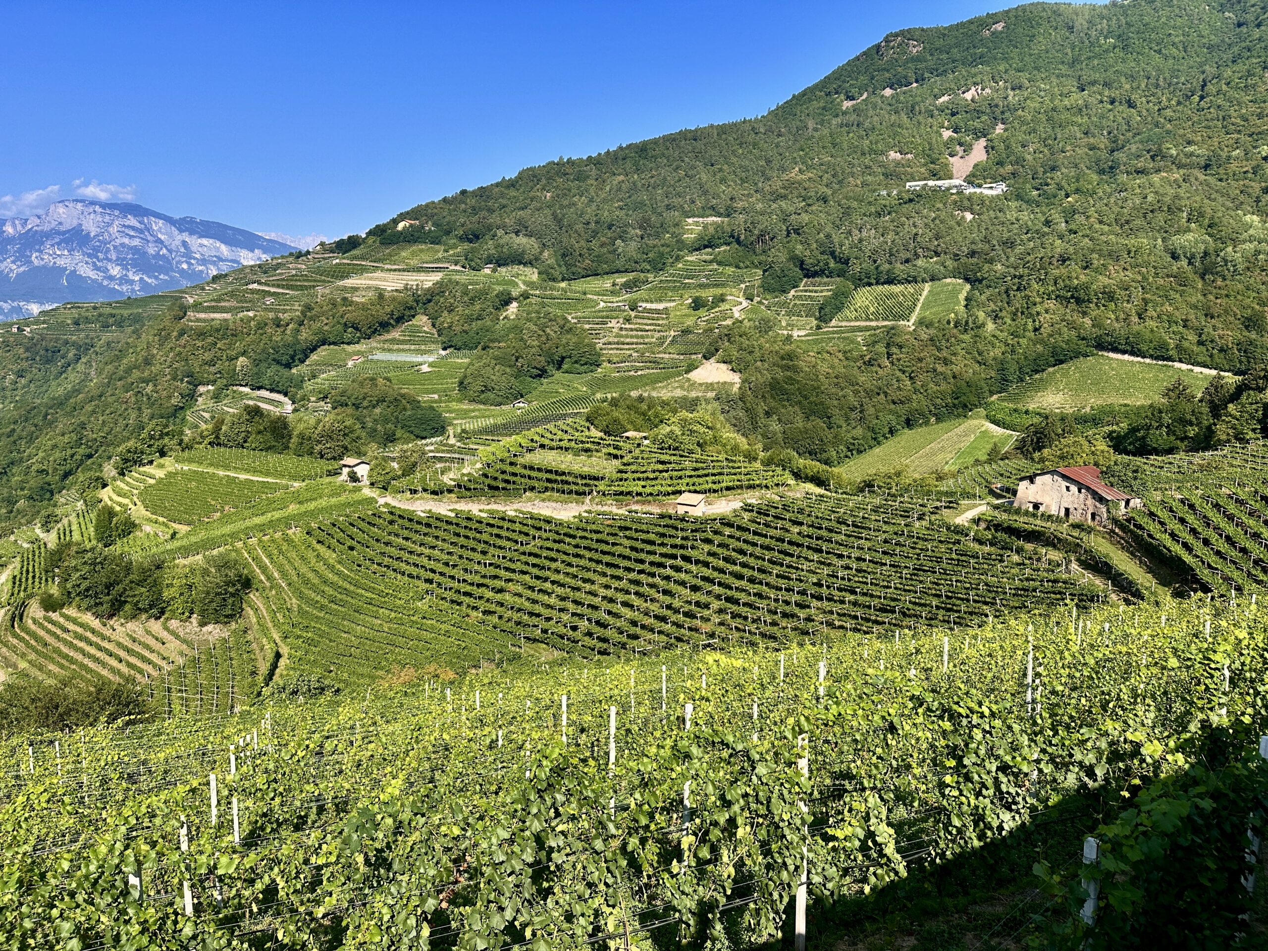 PELZ, UNA GRANDE VISIONE E UN TERROIR INCREDIBILE.